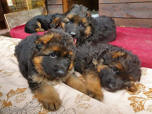 Немецкие овчарки (2 фото из 10)