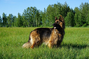 Немецкие овчарки (6 фото из 10)