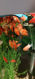 Picilia noor 2 cm - 2,5 cm (1 foto / 1)