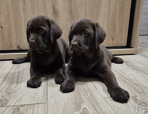 Labradori retriiver (1 foto / 3)
