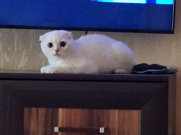 Скоттиш фолд/страйт