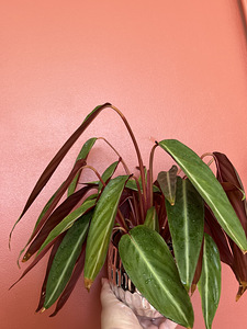 Stromanthe, строманта, комнатное растение (2 фото из 3)