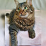 Imeline kass Kuzya peret otsimas (foto #4)