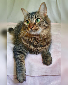 Imeline kass Kuzya peret otsimas (4 foto / 10)
