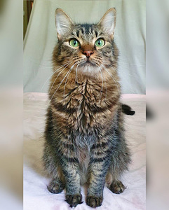 Imeline kass Kuzya peret otsimas (6 foto / 10)