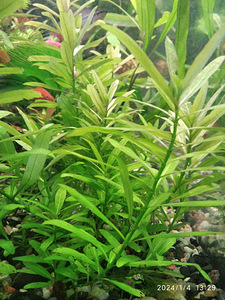 Akvaariumi taimed