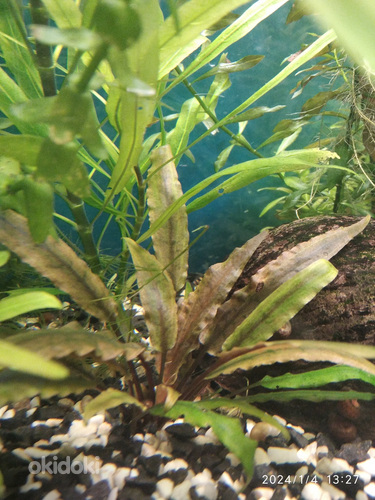Akvaariumi taimed (foto #4)