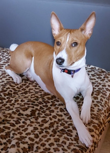 Щенята Басенджи (4 фото из 9)
