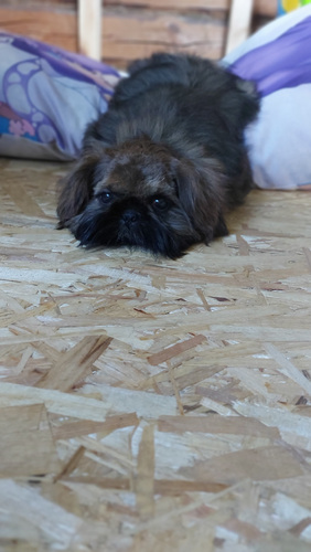 Shih Tzu kutsikas" Lizi"