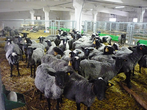 Kitsefarmi tehnika/ Lamba-ja kitsefarmide sisustus (2 foto / 10)