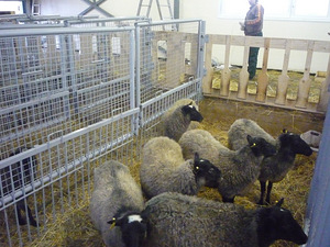 Kitsefarmi tehnika/ Lamba-ja kitsefarmide sisustus (4 foto / 10)