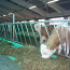 Loomakasvatusfarmide sisustus Veisefarmi seadmed (foto #4)