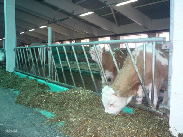 Loomakasvatusfarmide sisustus Veisefarmi seadmed (foto #4)