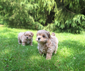 Maltipoo (3 foto / 7)