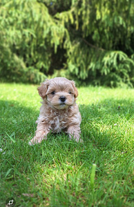 Maltipoo (4 foto / 7)