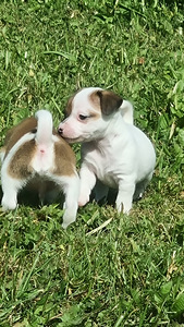 Kutsikad Jack Russelli terjer (1 foto / 3)