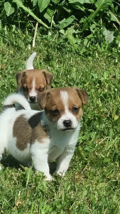 Kutsikad Jack Russelli terjer (3 foto / 3)