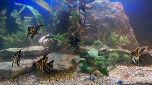 Ära anda suur akvaarium + kalad ja kõik muu (5 foto / 7)