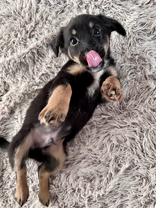 Щенки на продажу!!! (7 фото из 9)