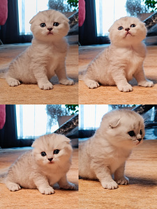 Scottish Fold kiisud (1 foto / 4)