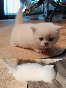 Scottish Fold kiisud (2 foto / 4)