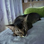 Вязка абиссинской кошки (фото #2)