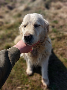 Kuldne retriiver (1 foto / 3)