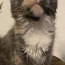 Maine Coon котенок (фото #4)