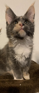 Maine Coon kassipoeg (4 foto / 4)
