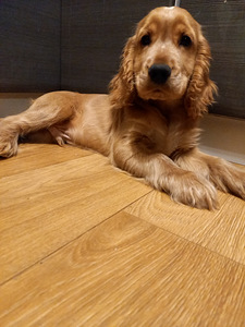 Angļu kokerspaniels (1 foto no 1)