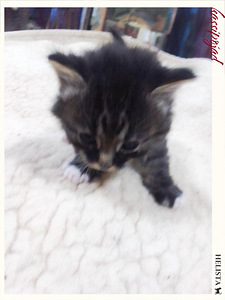 Kassipojad / котята (4 фото из 8)