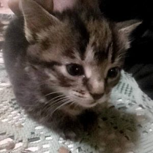 Kassipojad / котята (7 фото из 8)