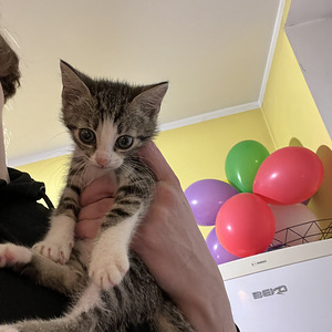 Милый котёнок (6 фото из 6)