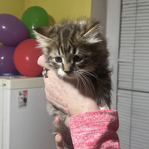 Милый котёнок (4 фото из 5)