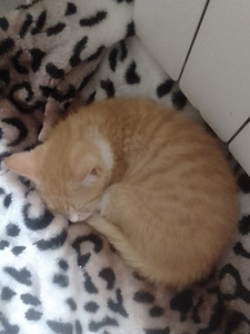 Милые котята (3 фото из 3)