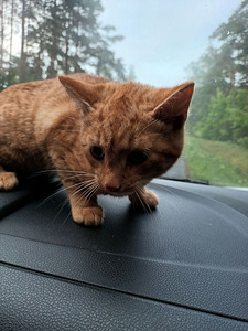 Котята ищут дом (3 фото из 3)