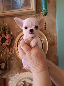 Suurepärased lapsed chihuahua (1 foto / 9)