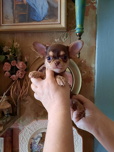 Suurepärased lapsed chihuahua (3 foto / 9)