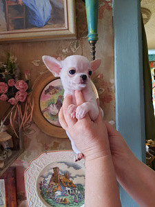 Suurepärased lapsed chihuahua (5 foto / 9)