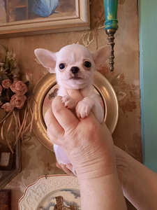 Ilusad ninaga chihuahuad (7 foto / 9)
