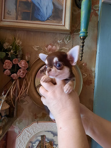 Ilusad ninaga chihuahuad (4 foto / 9)