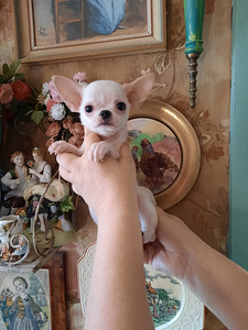Ilus miniatuurne chihuahua (2 foto / 9)