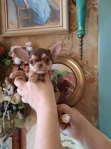 Ilus miniatuurne chihuahua (8 foto / 9)