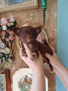 Šokolaadi chihuahua beebid (2 foto / 4)