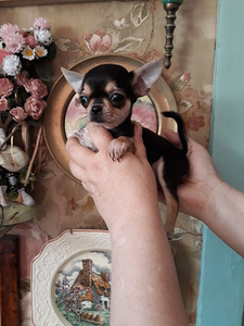 Šokolaadi chihuahua beebid (3 foto / 4)