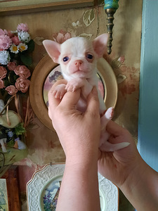 Suurepärane chihuahua beebi (2 foto / 10)