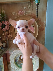 Suurepärane chihuahua beebi (10 foto / 10)