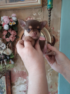 Suurepärane chihuahua beebi (4 foto / 10)