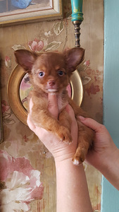 Suurepärane chihuahua beebi (1 foto / 10)