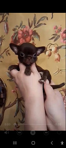 Ilus chihuahua beebi (1 foto / 10)